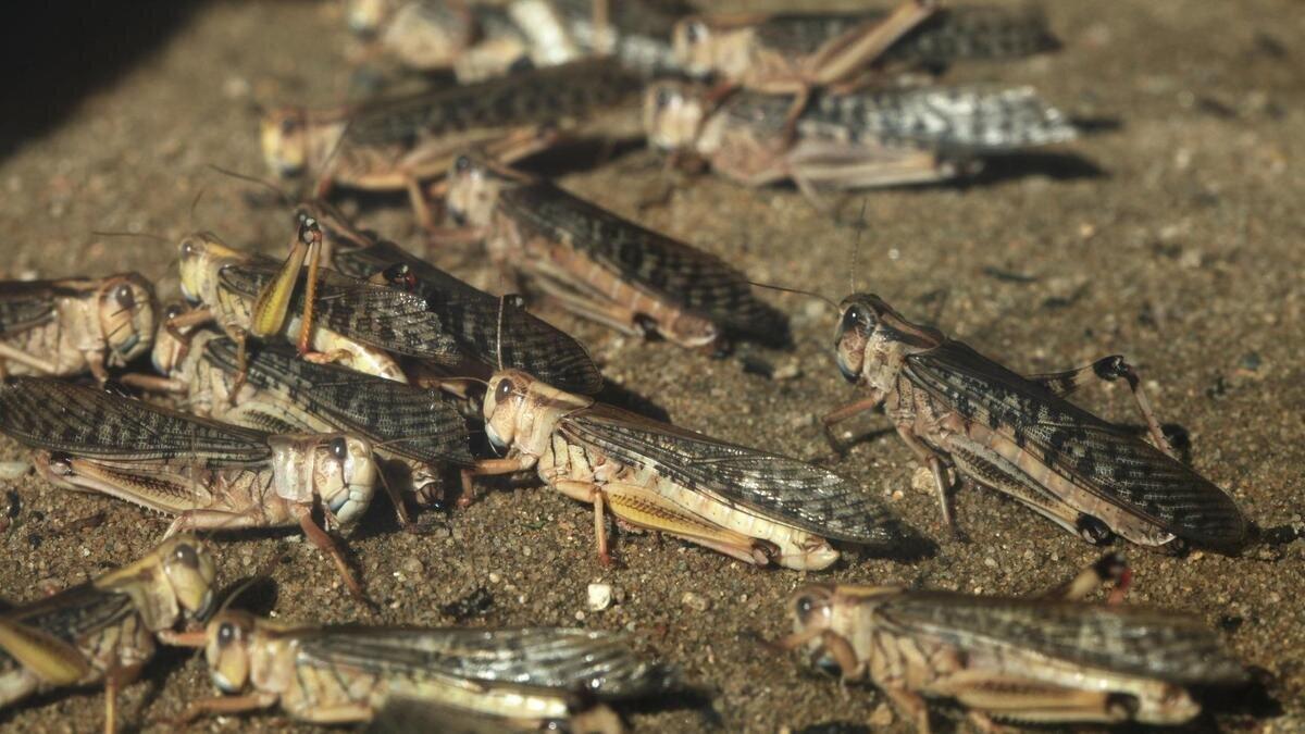 Борьба с саранчой в Казахстане